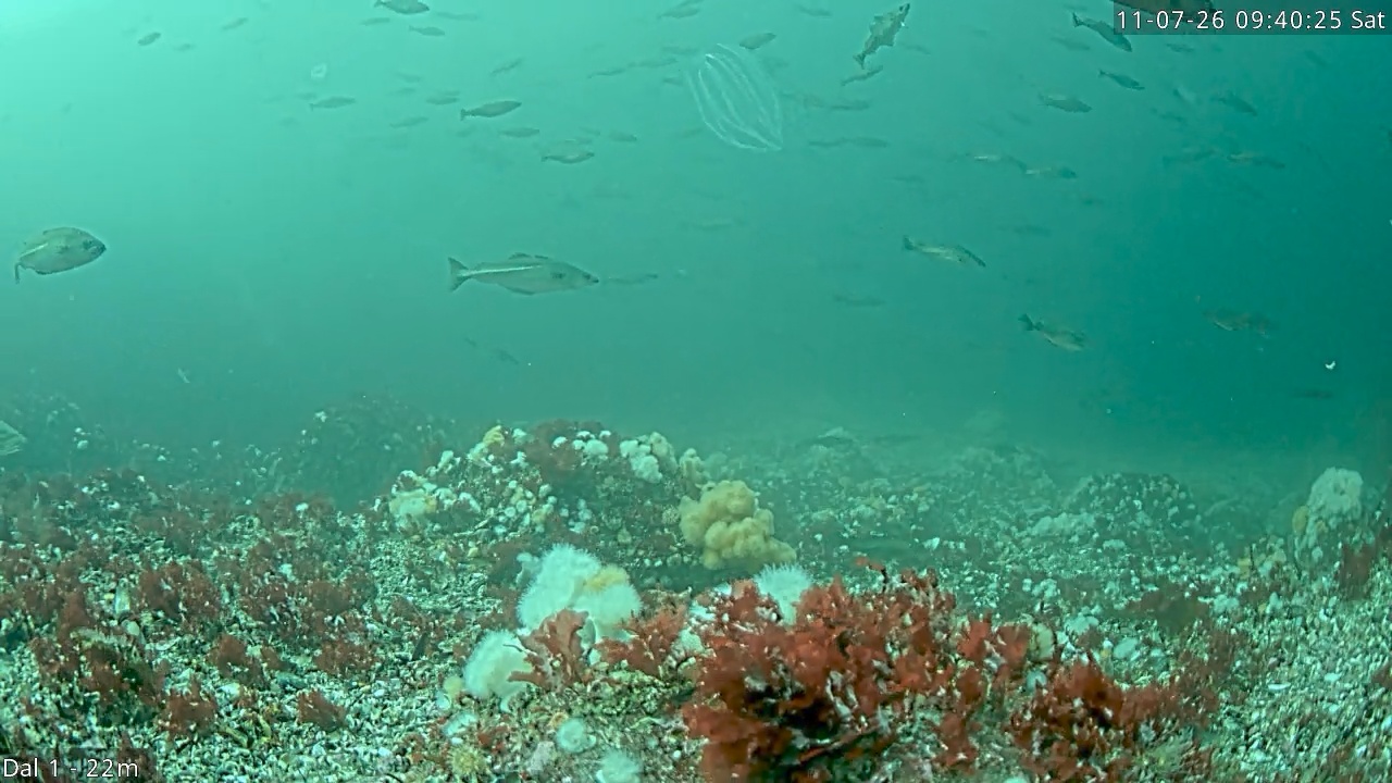 Video 2026-07-11 09:40