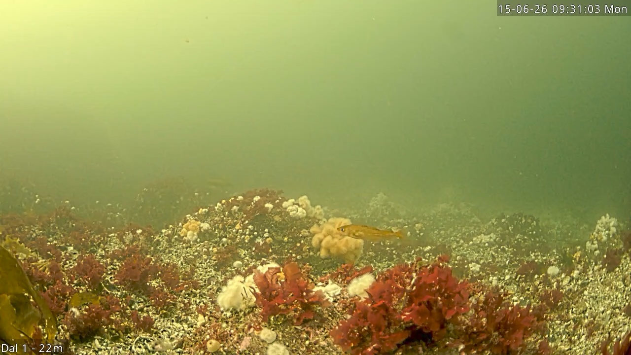 Video 2026-06-15 09:31