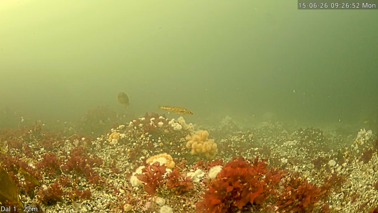 Video 2026-06-15 09:26