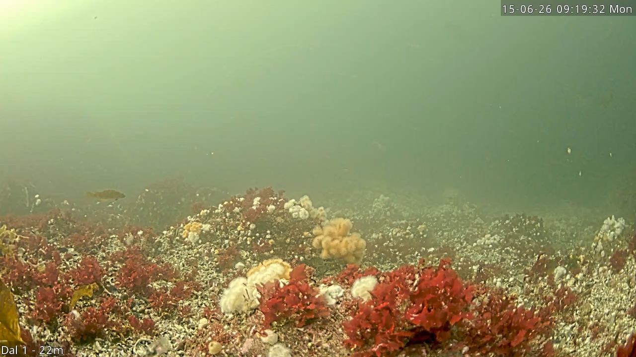 Video 2026-06-15 09:19