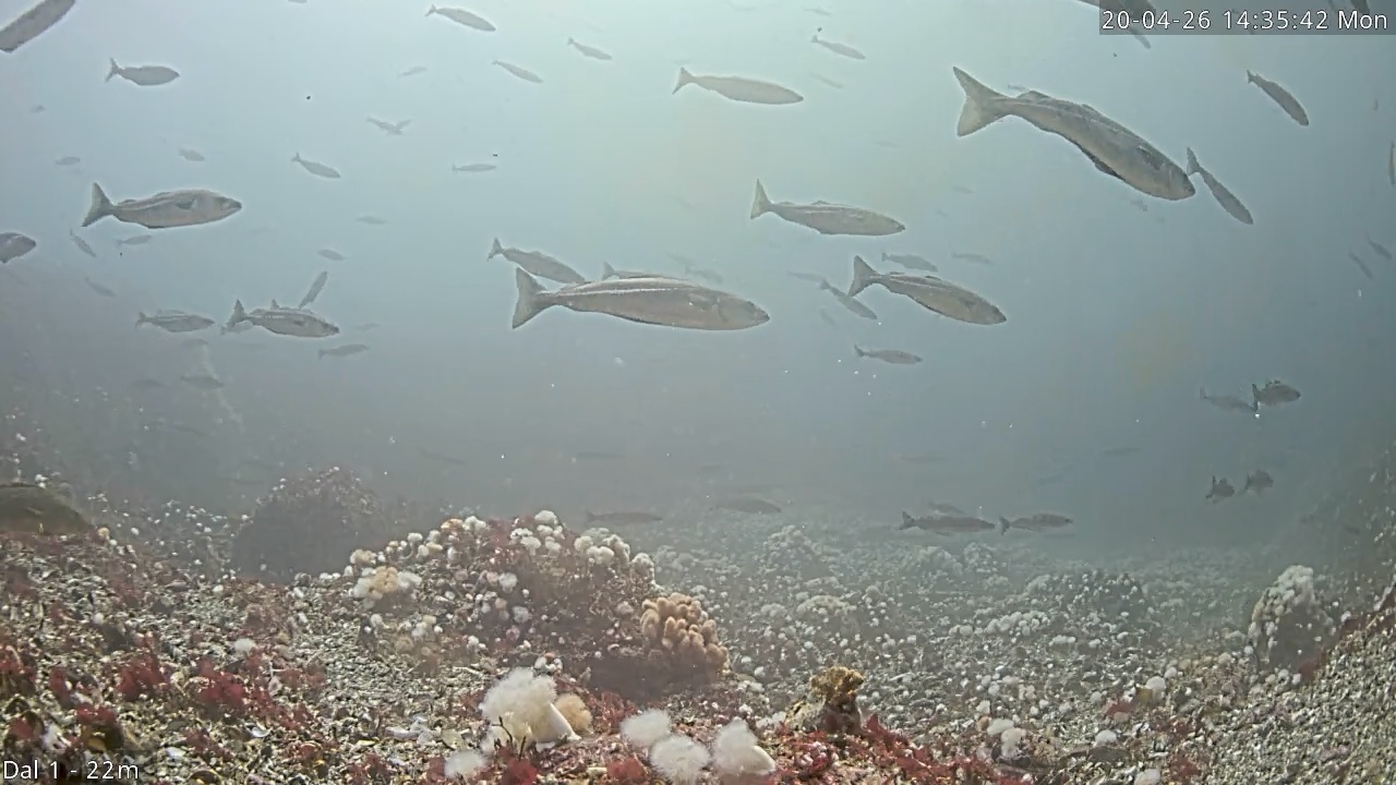Video 2026-04-20 14:36