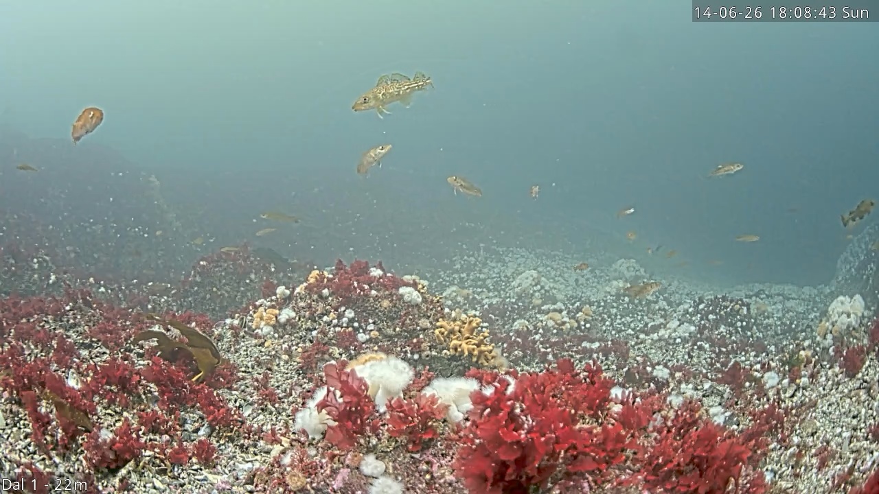 Video 2026-06-14 18:08
