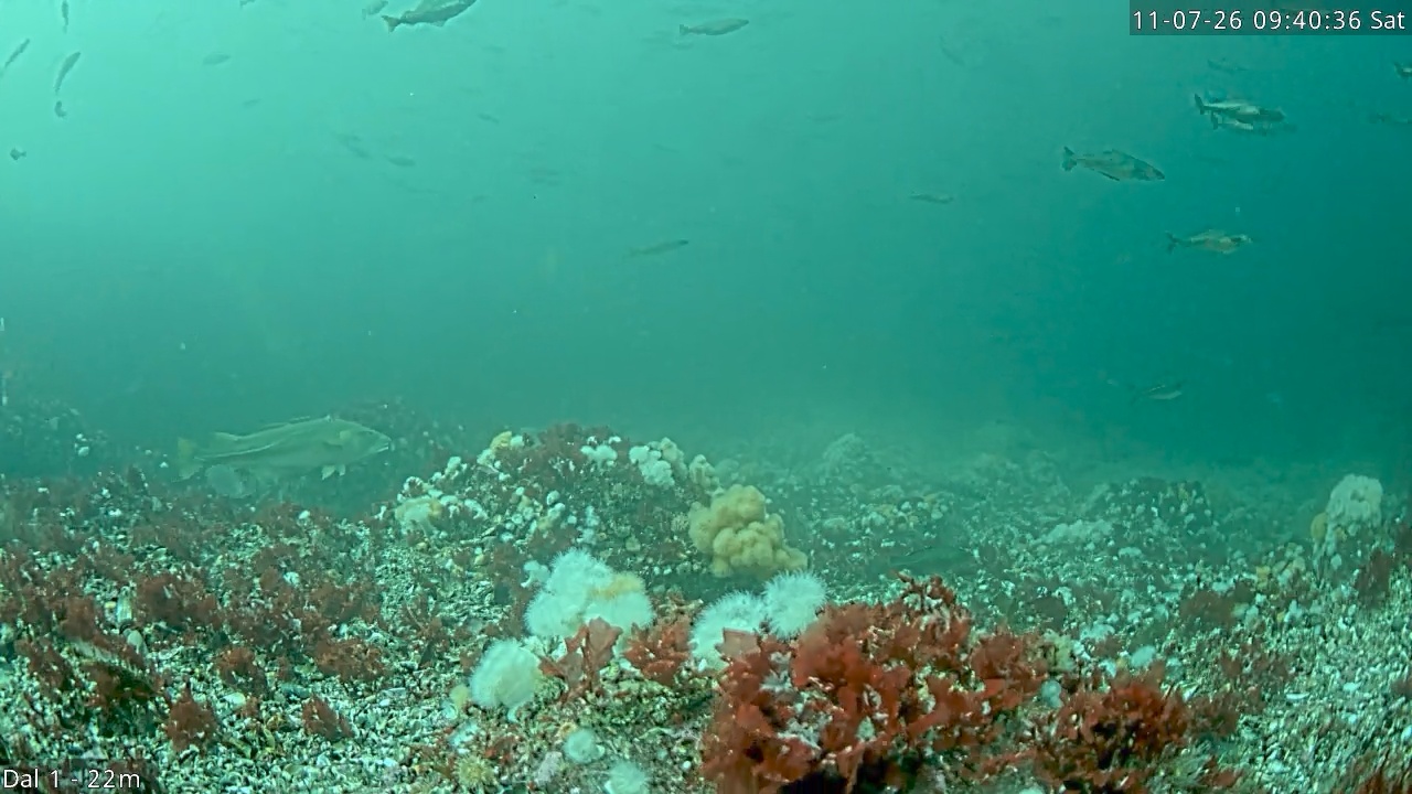 Video 2026-07-11 09:40