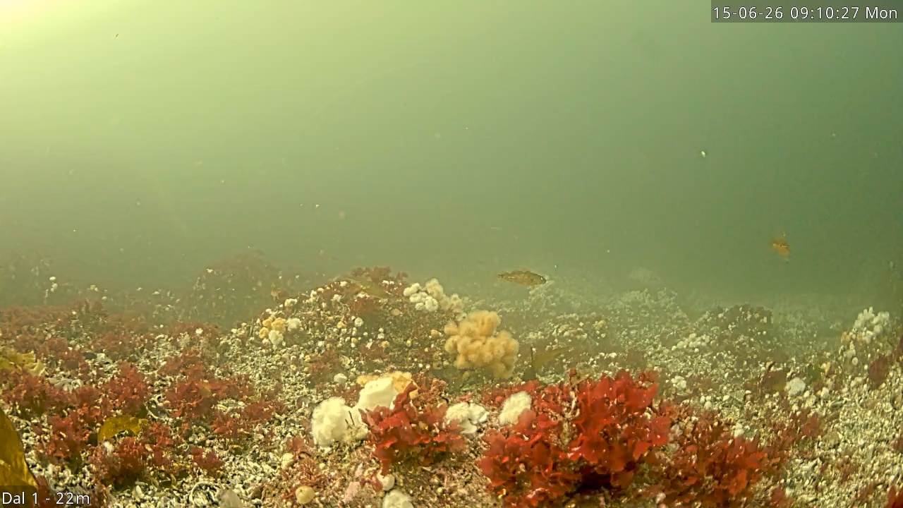 Video 2026-06-15 09:10
