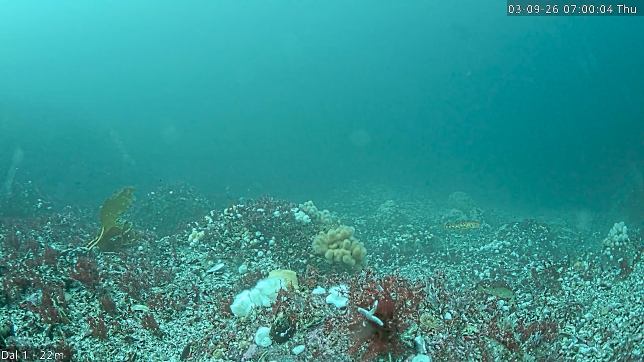 Video 2026-09-03 07:00
