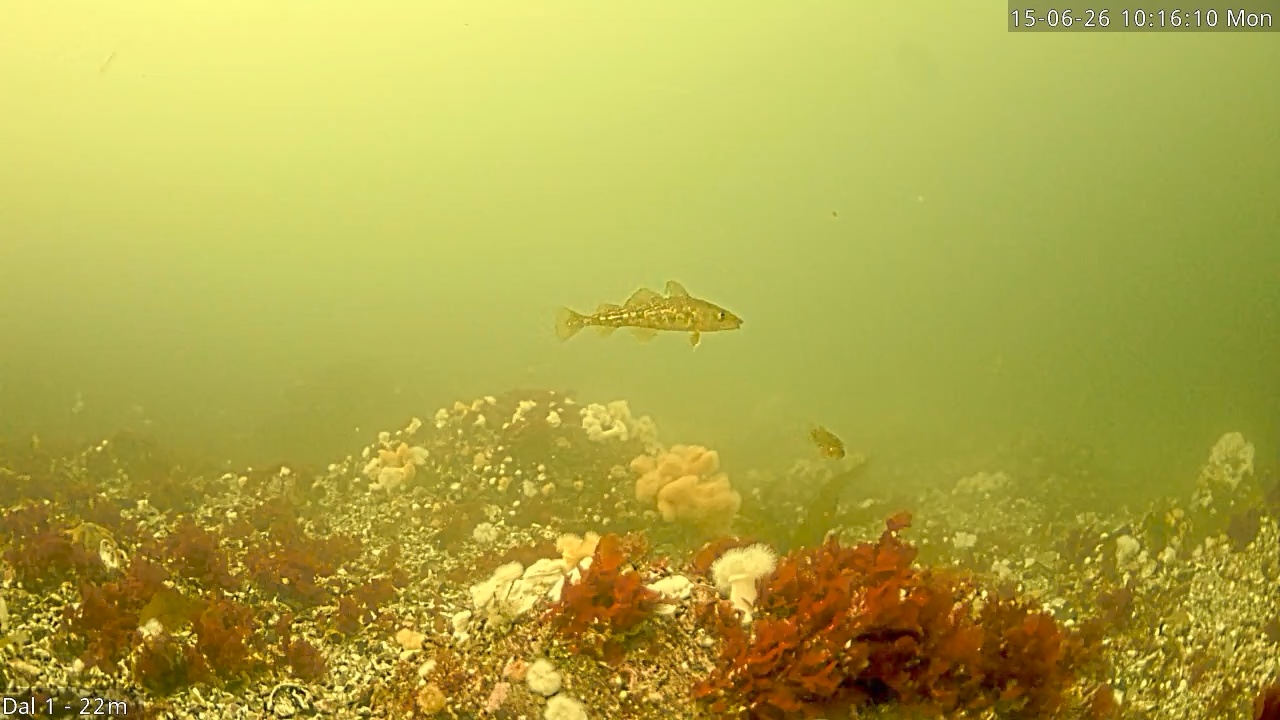 Video 2026-06-15 10:16