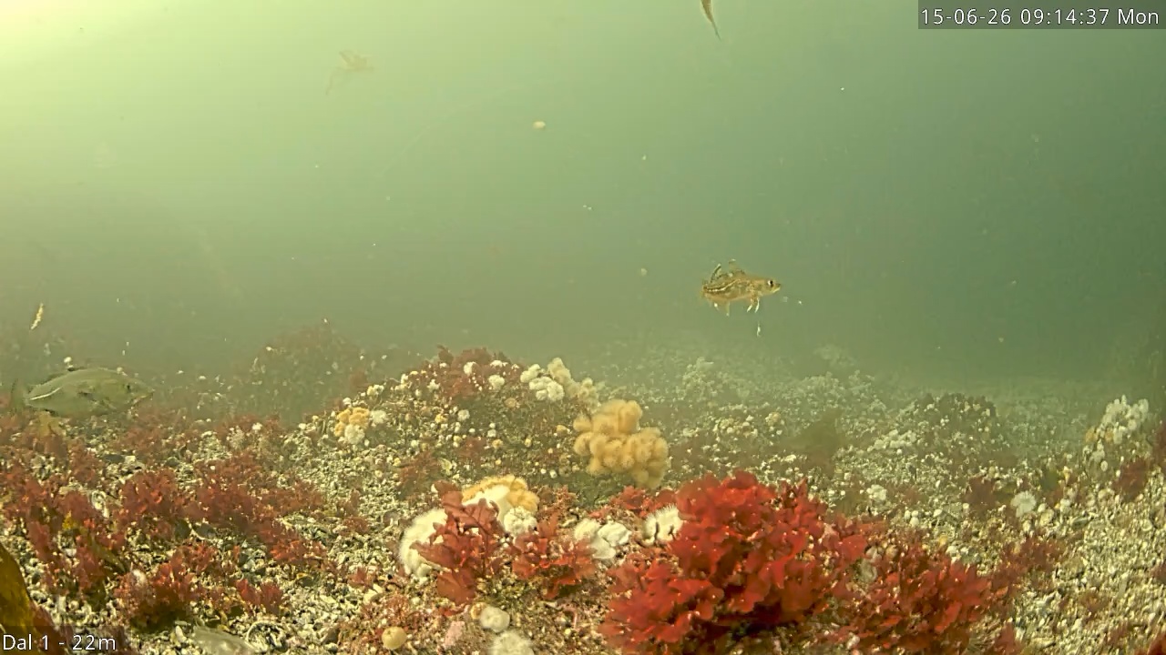 Video 2026-06-15 09:14