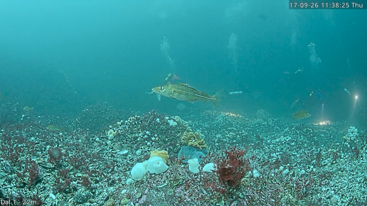 Video 2026-09-17 11:38