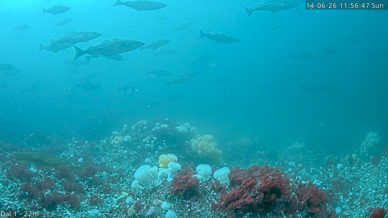 Video 2026-06-14 11:56