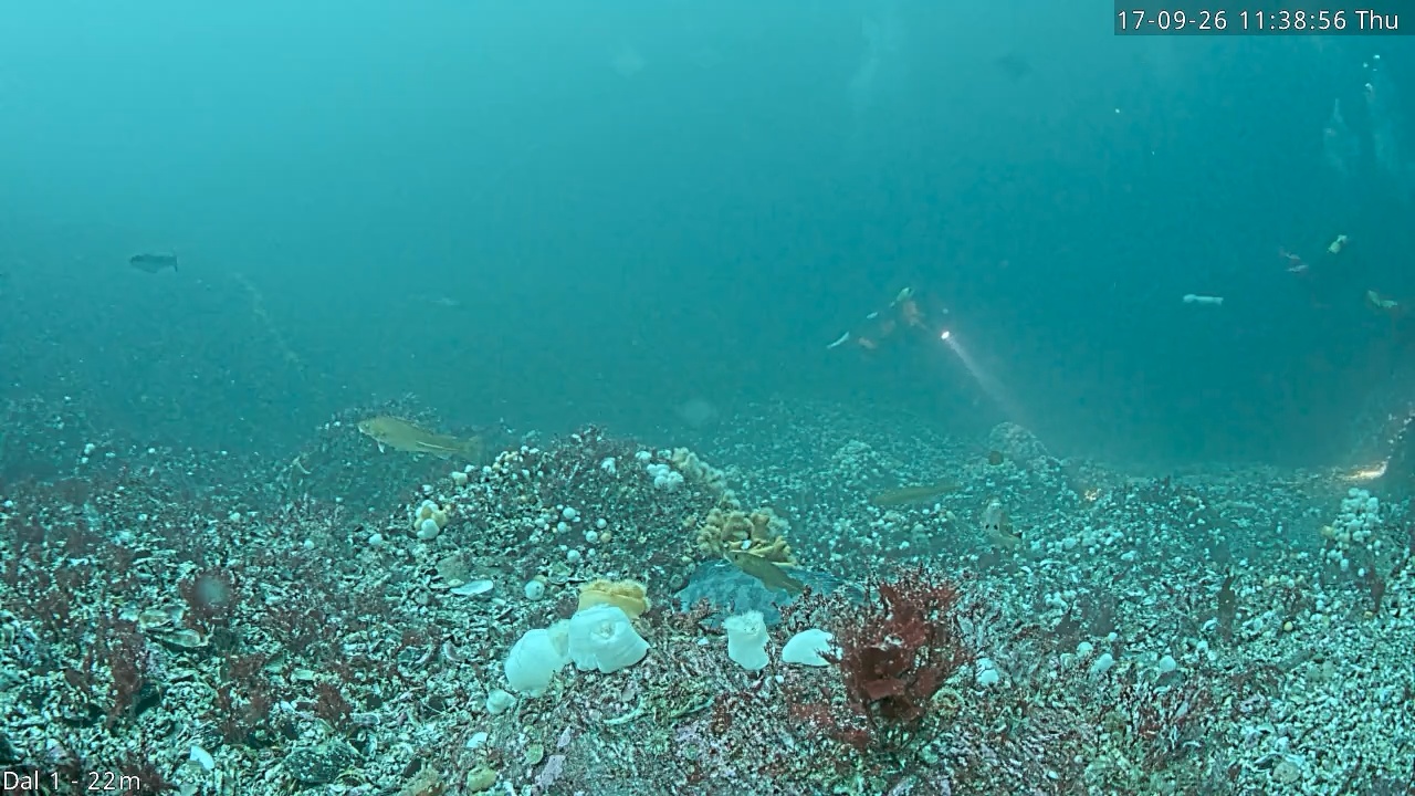 Video 2026-09-17 11:39