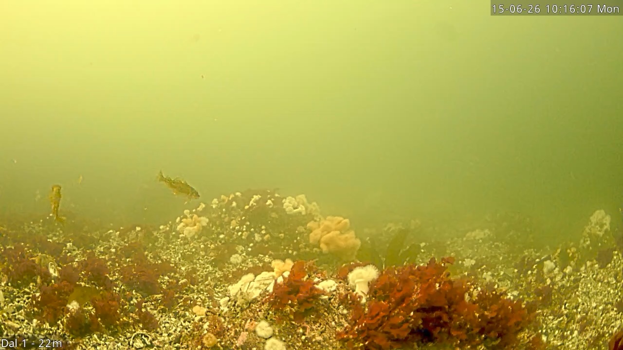Video 2026-06-15 10:16