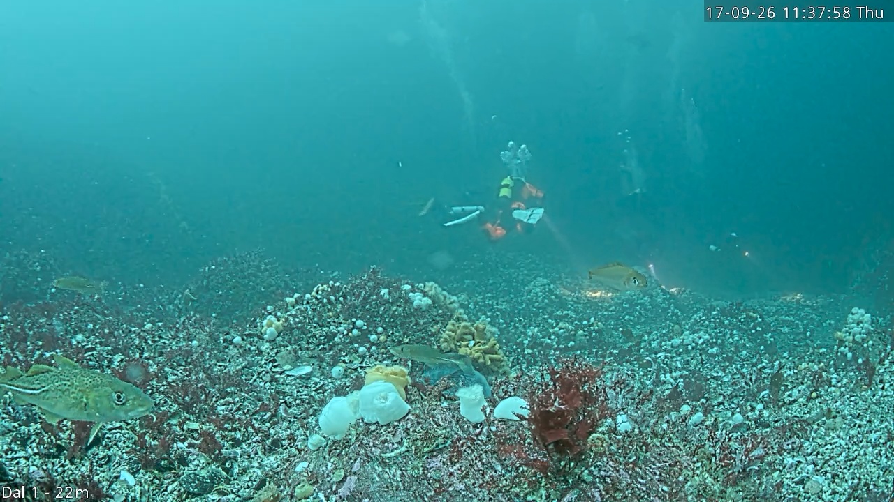 Video 2026-09-17 11:38