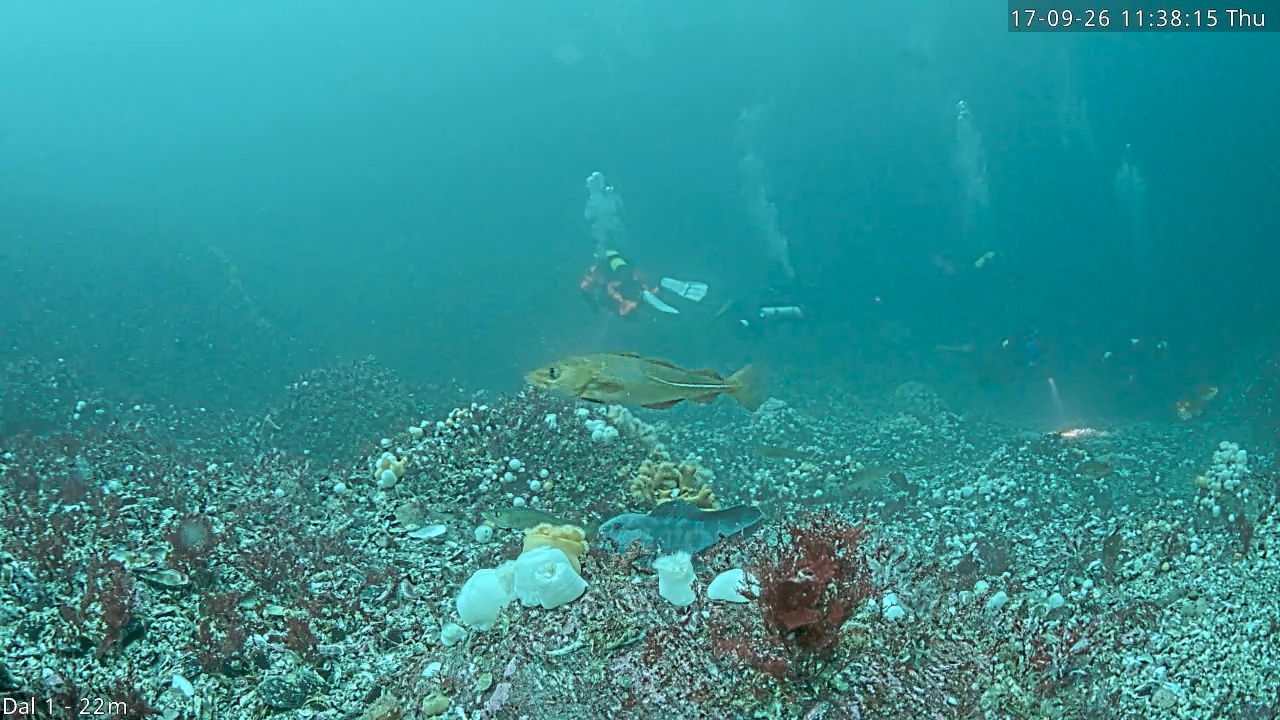 Video 2026-09-17 11:38