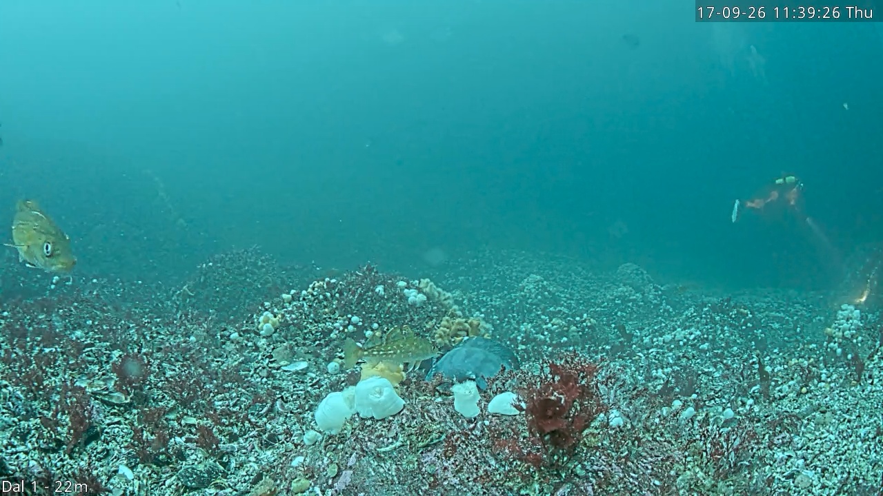 Video 2026-09-17 11:39