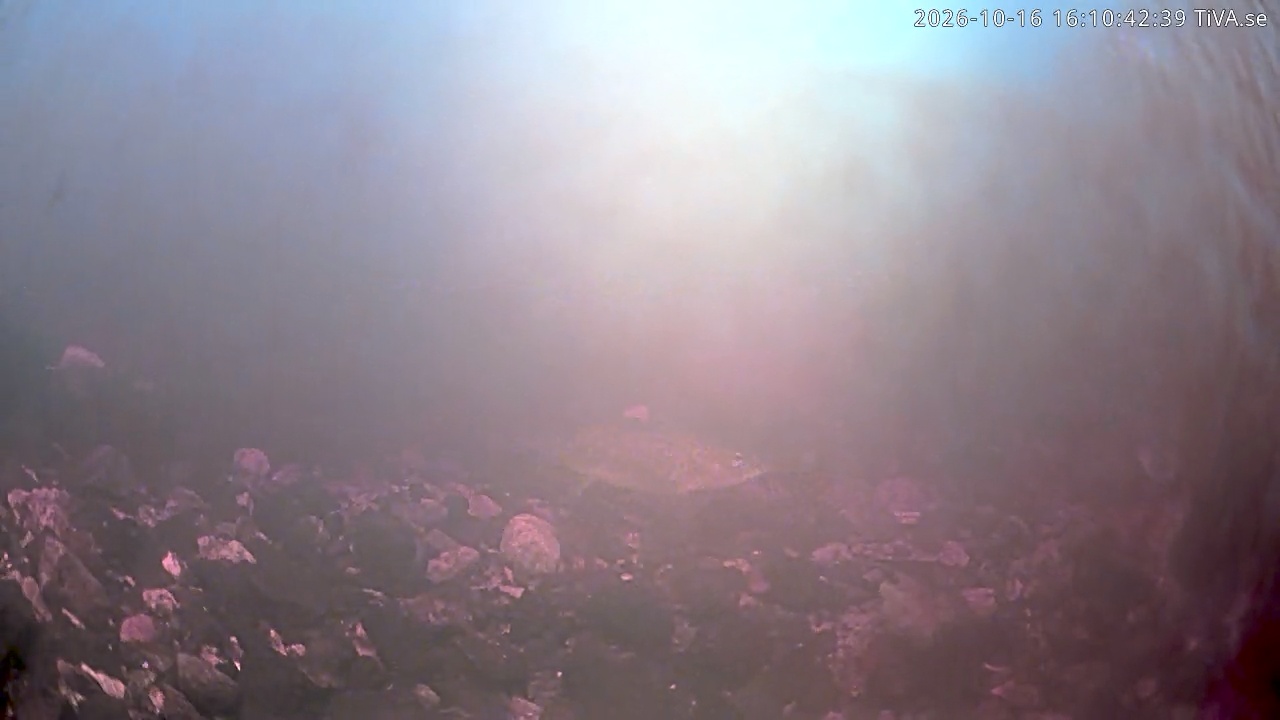 Video 2026-10-16 16:10