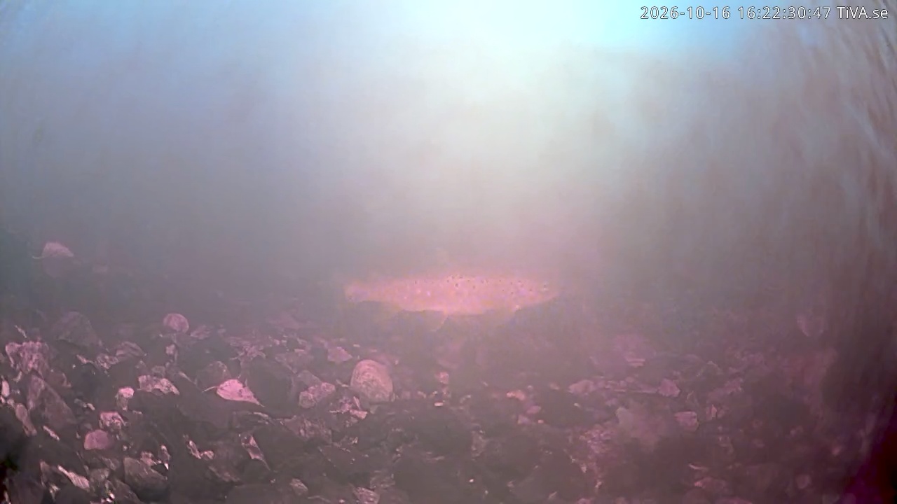 Video 2026-10-16 16:22