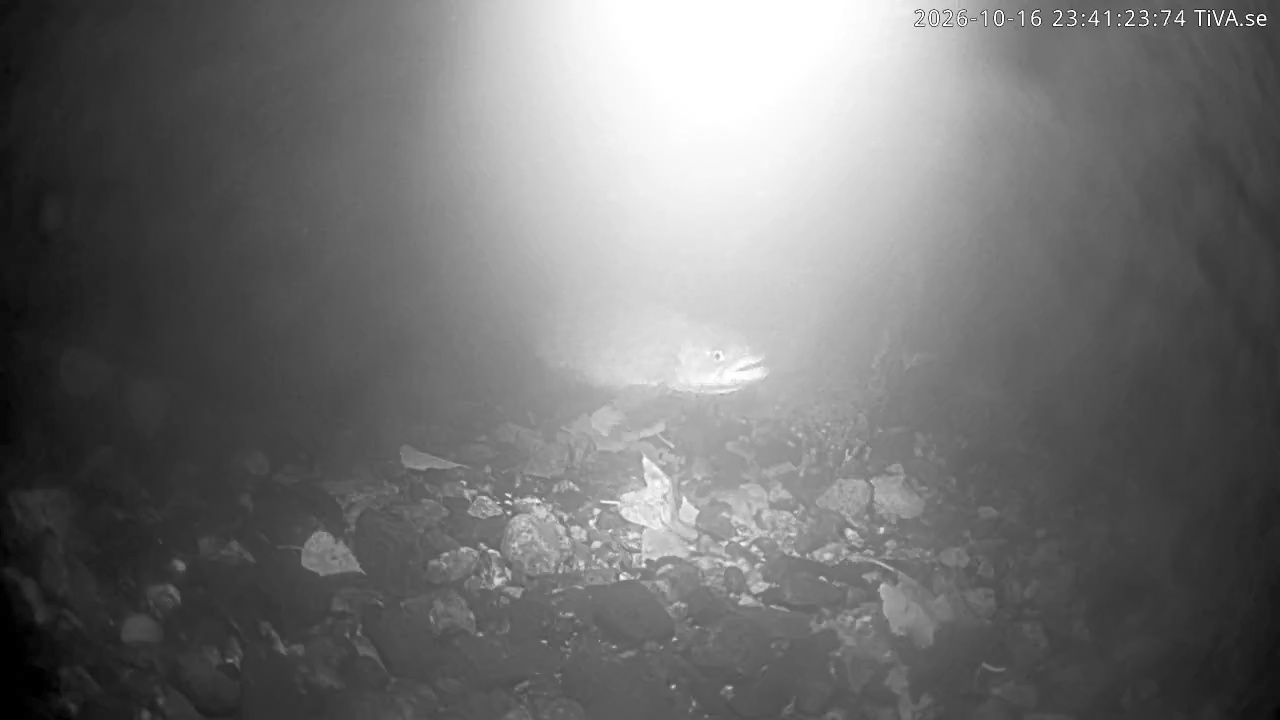 Video 2026-10-16 23:41