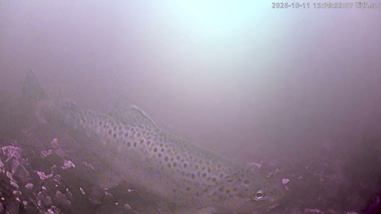 Video 2026-10-11 15:09
