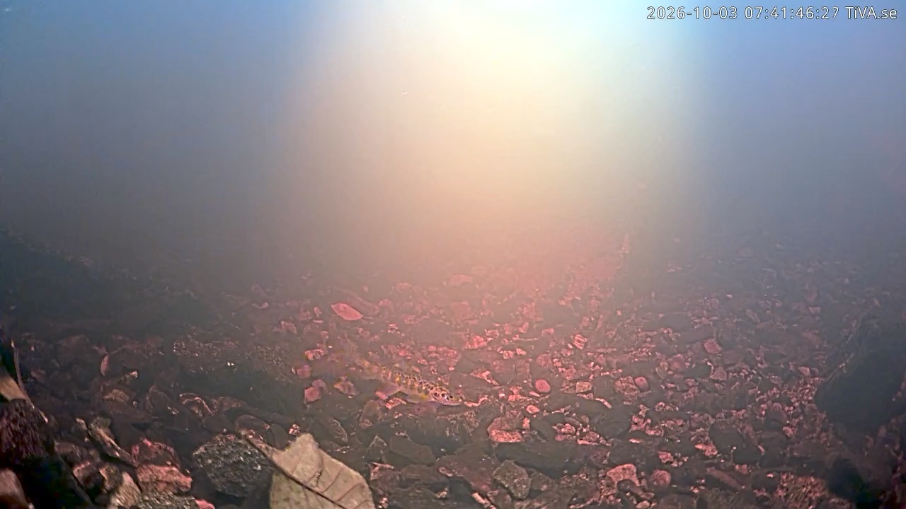 Video 2026-10-03 07:42