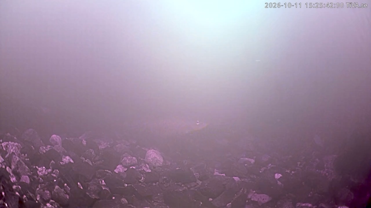 Video 2026-10-11 15:25