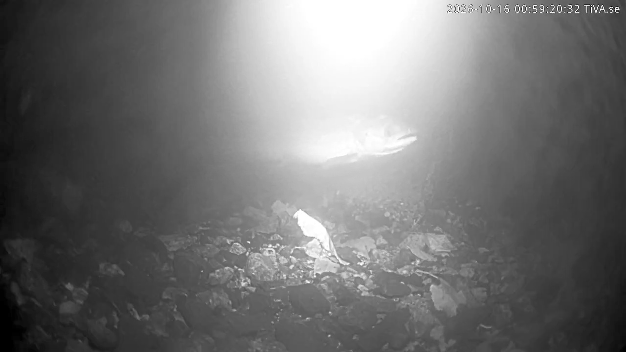 Video 2026-10-16 00:59