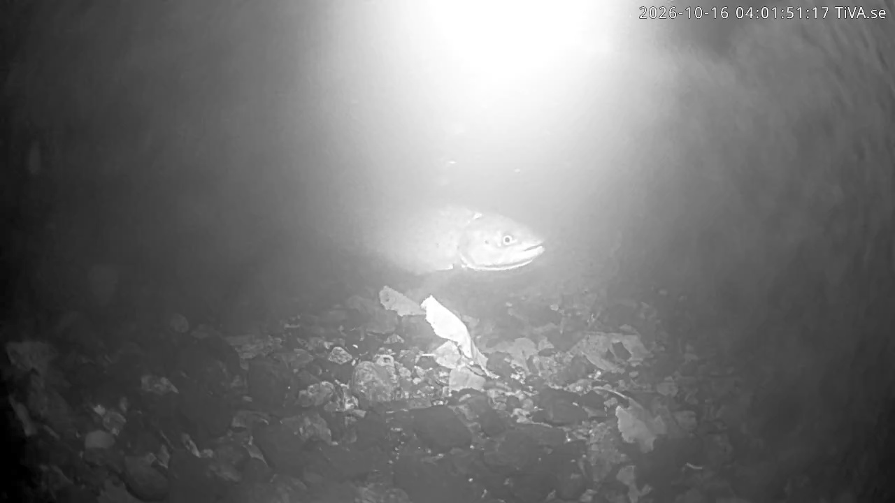 Video 2026-10-16 04:02