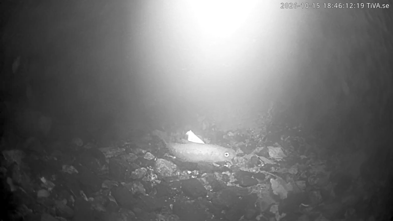 Video 2026-10-15 18:46