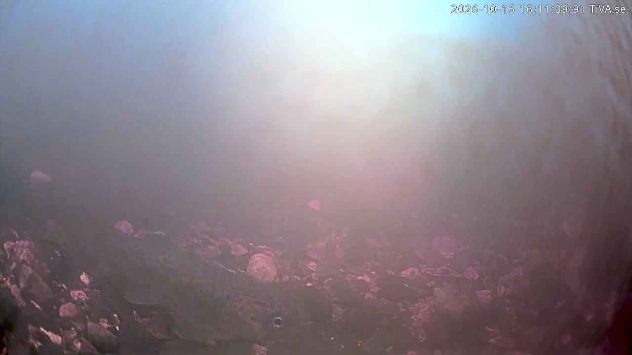 Video 2026-10-16 16:11
