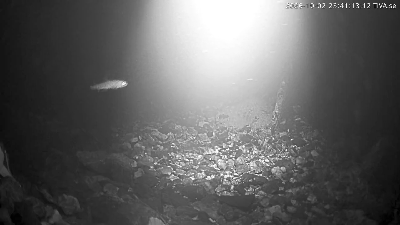 Video 2026-10-02 23:41