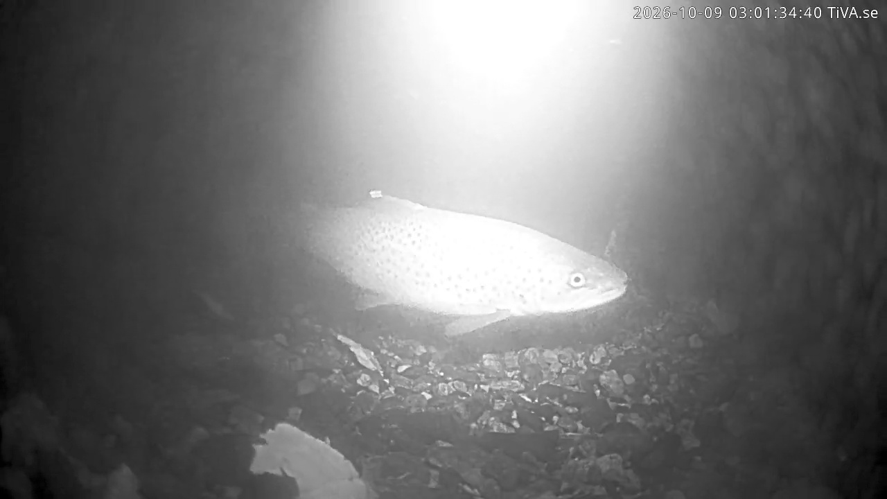 Video 2026-10-09 03:01
