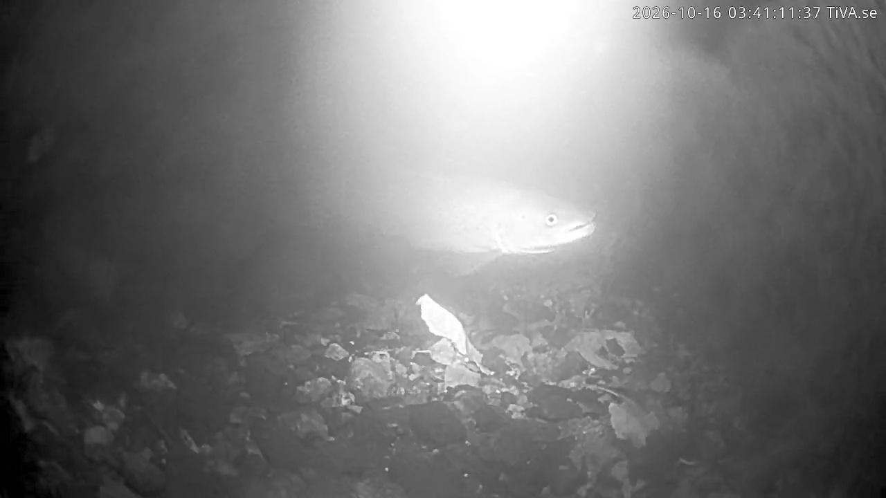 Video 2026-10-16 03:41
