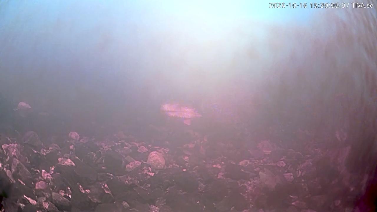 Video 2026-10-16 15:30