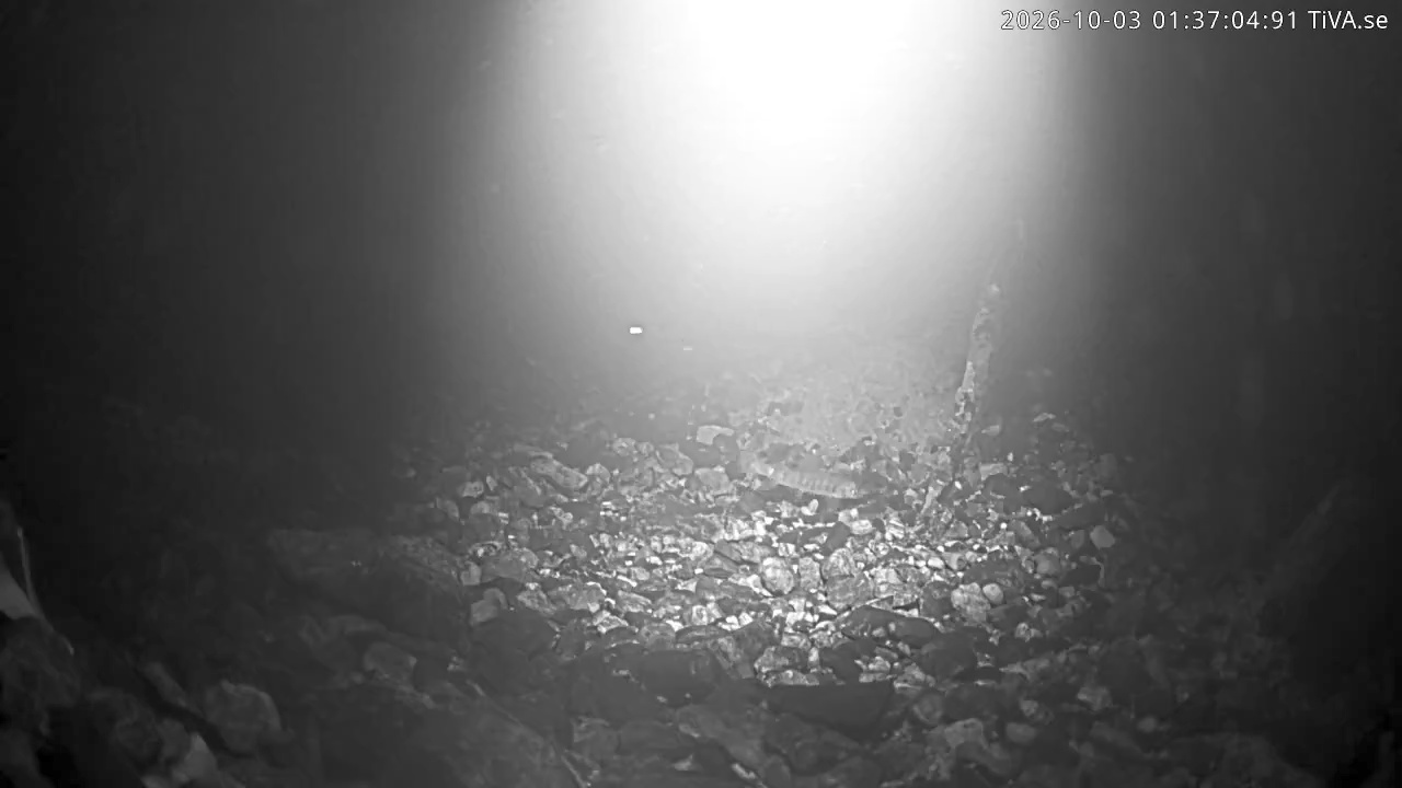 Video 2026-10-03 01:37
