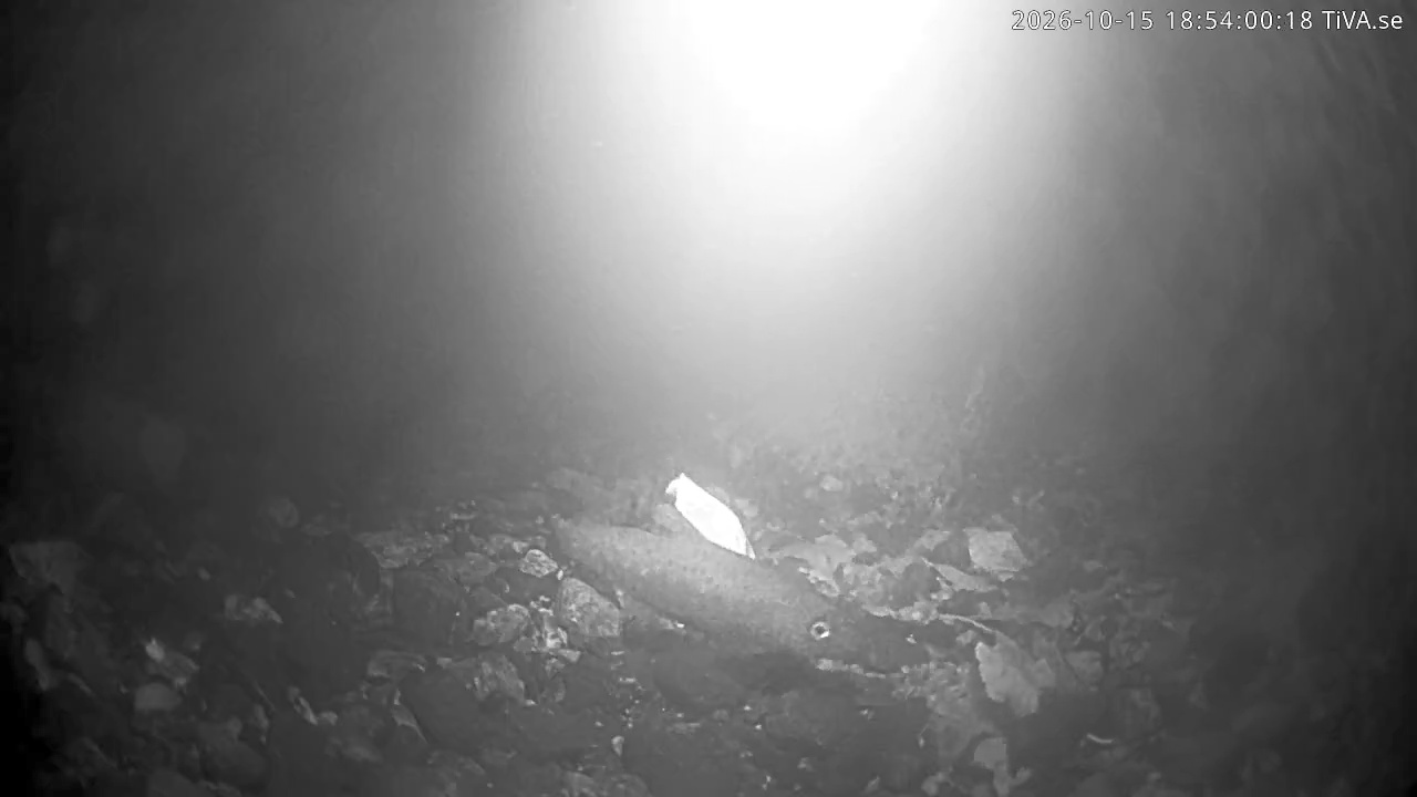 Video 2026-10-15 18:54