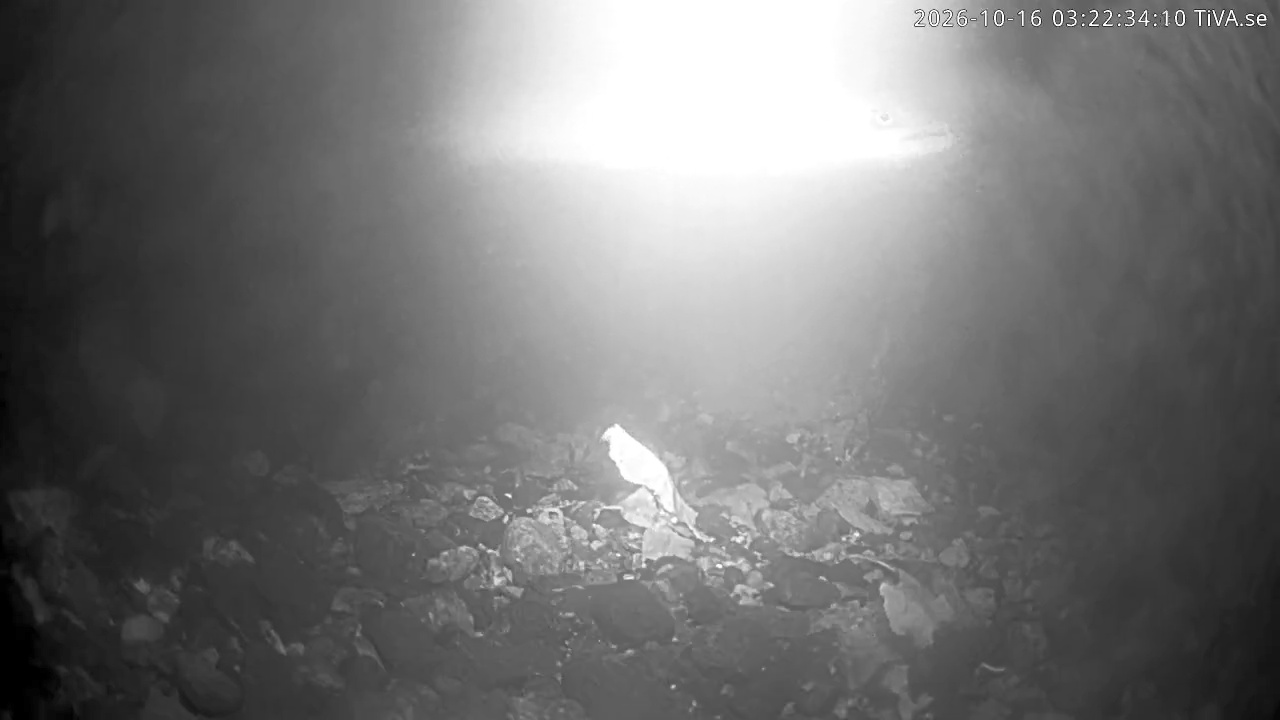 Video 2026-10-16 03:22