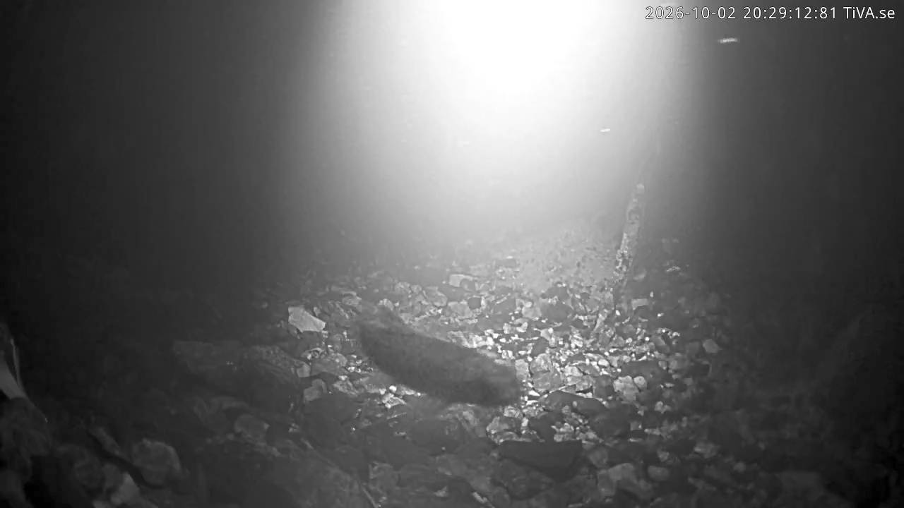 Video 2026-10-02 20:29