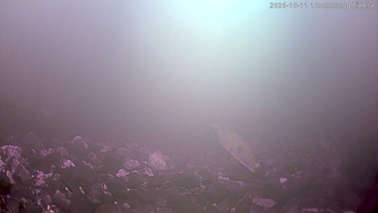 Video 2026-10-11 16:45