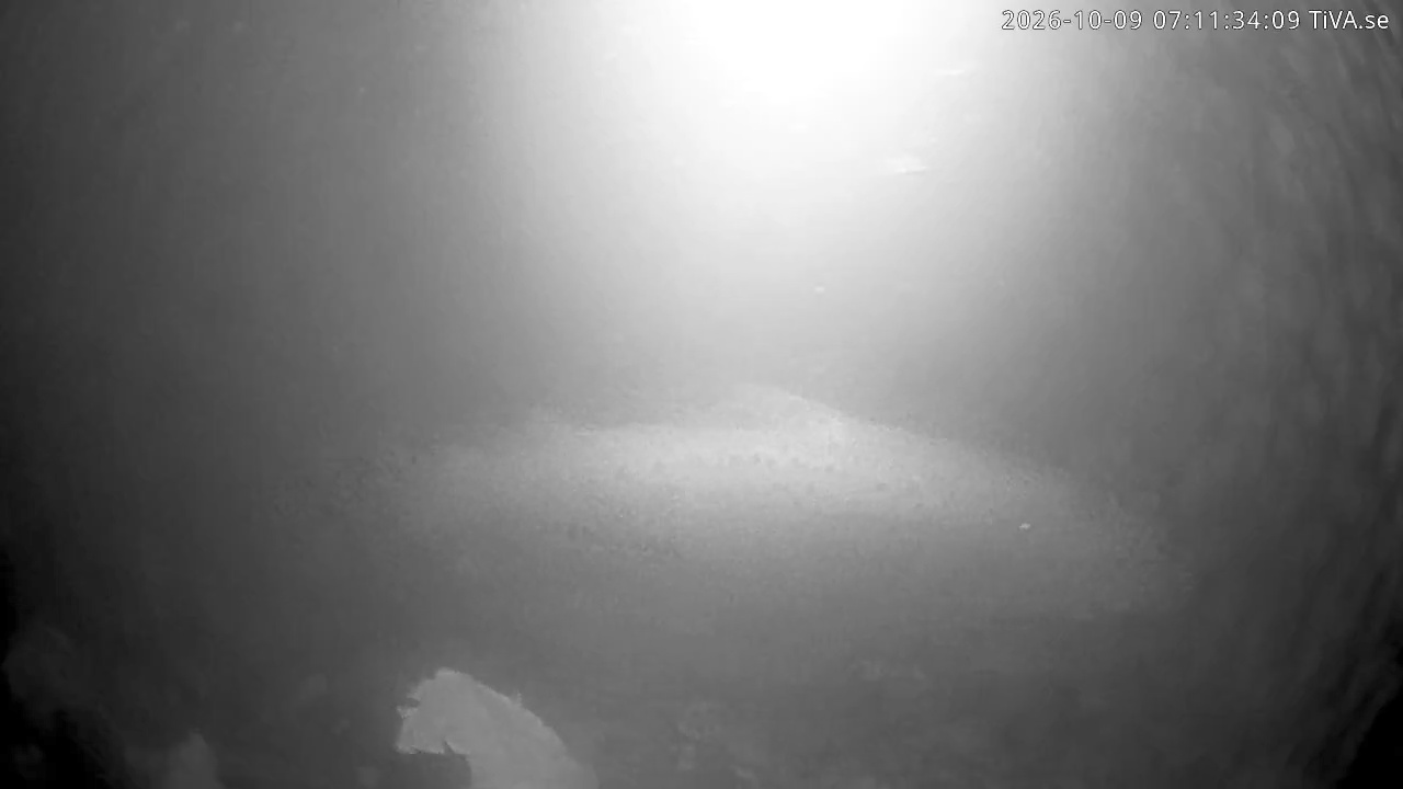 Video 2026-10-09 07:11