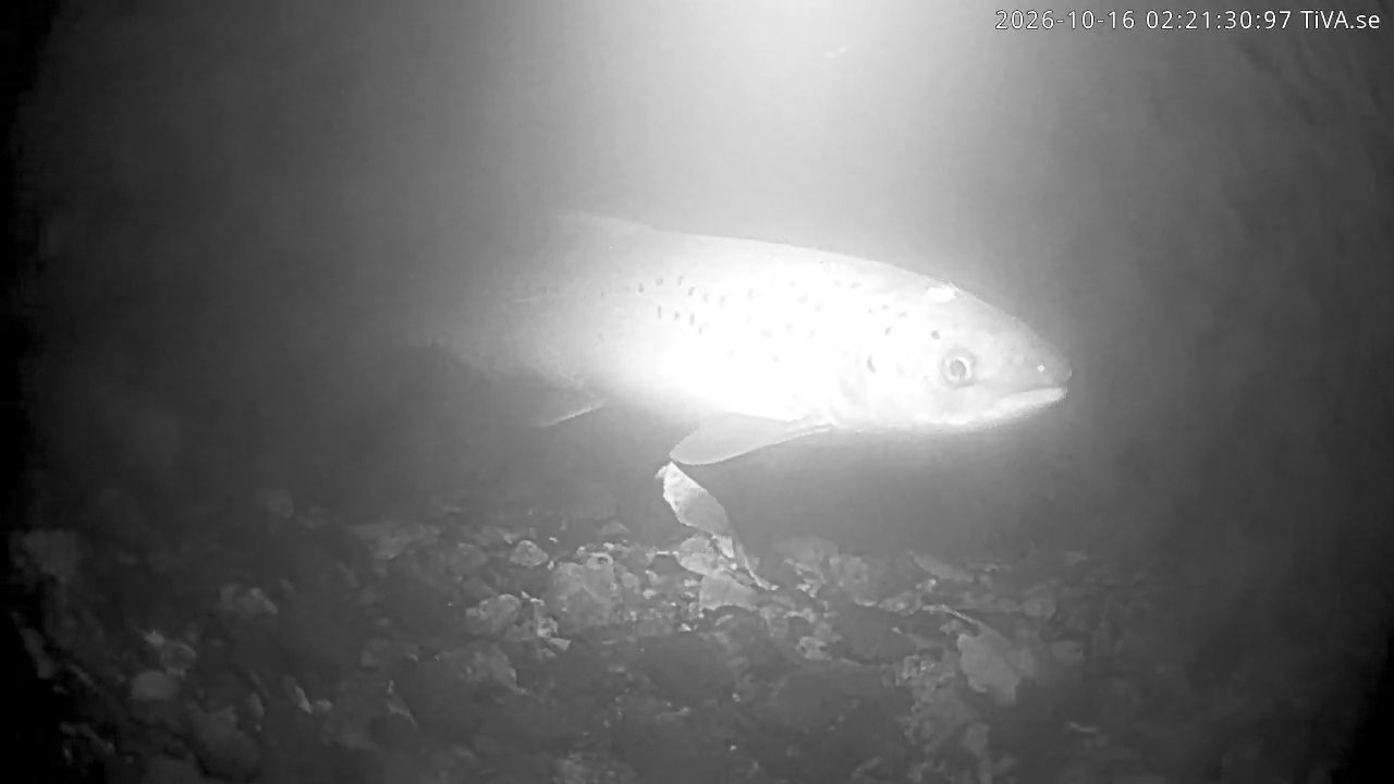 Video 2026-10-16 02:21