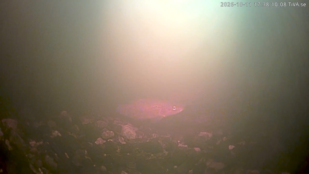 Video 2026-10-11 17:38
