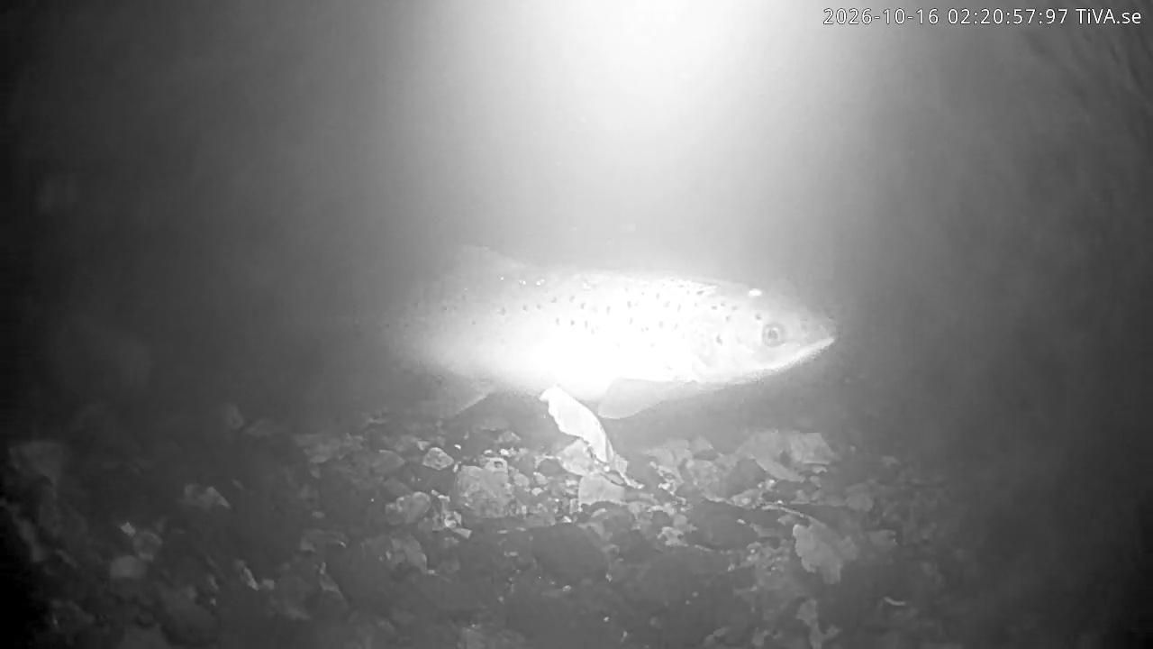 Video 2026-10-16 02:21