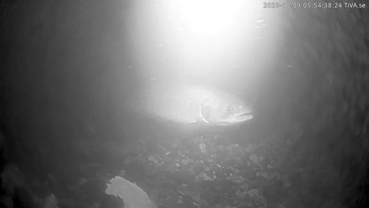 Video 2026-10-09 05:54