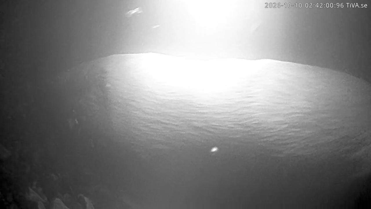 Video 2026-10-10 02:42