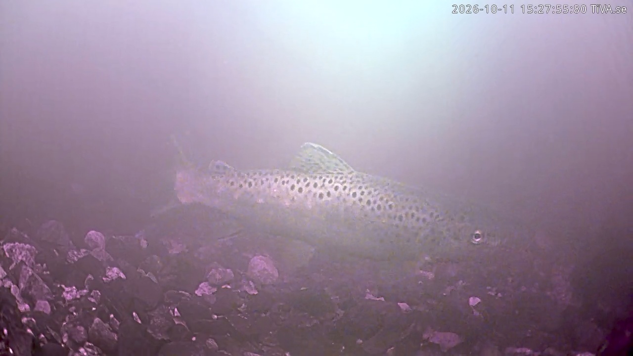 Video 2026-10-11 15:28