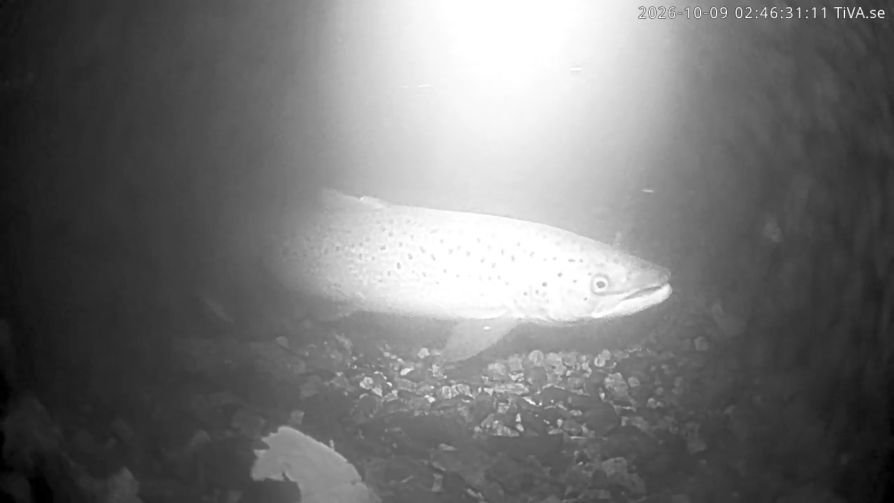 Video 2026-10-09 02:46