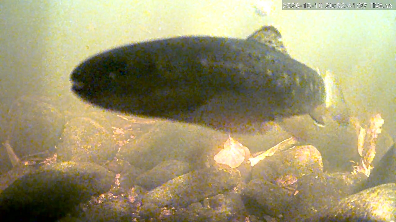 Video 2026-10-10 20:52