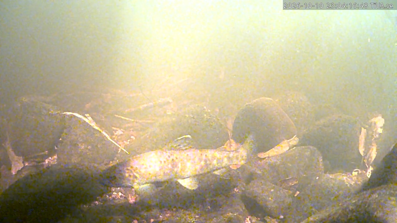 Video 2026-10-10 23:04