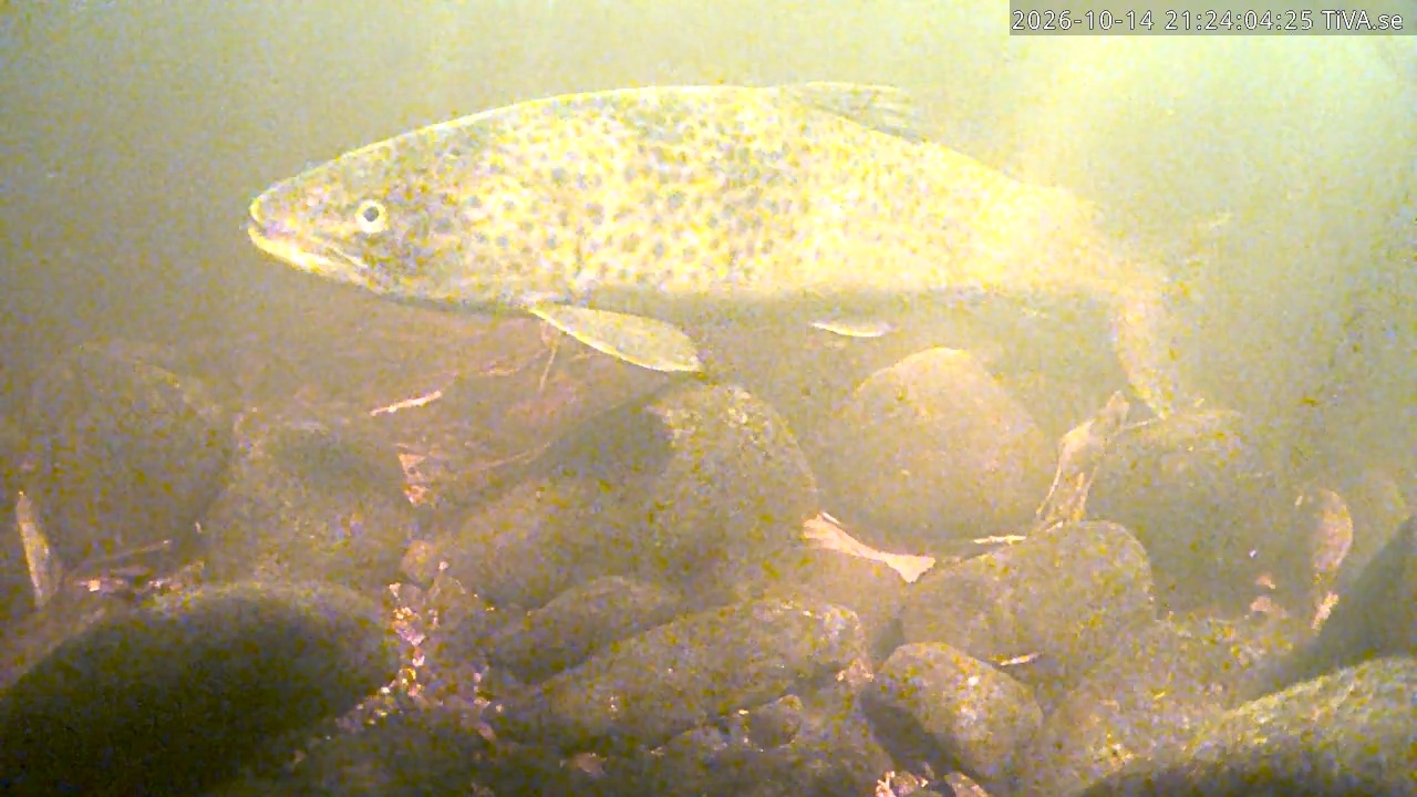 Video 2026-10-14 21:24
