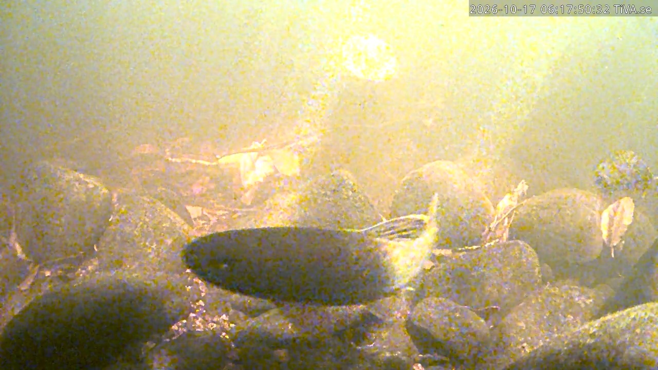 Video 2026-10-17 06:17