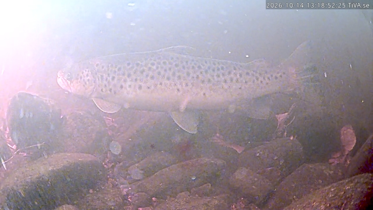 Video 2026-10-14 13:18